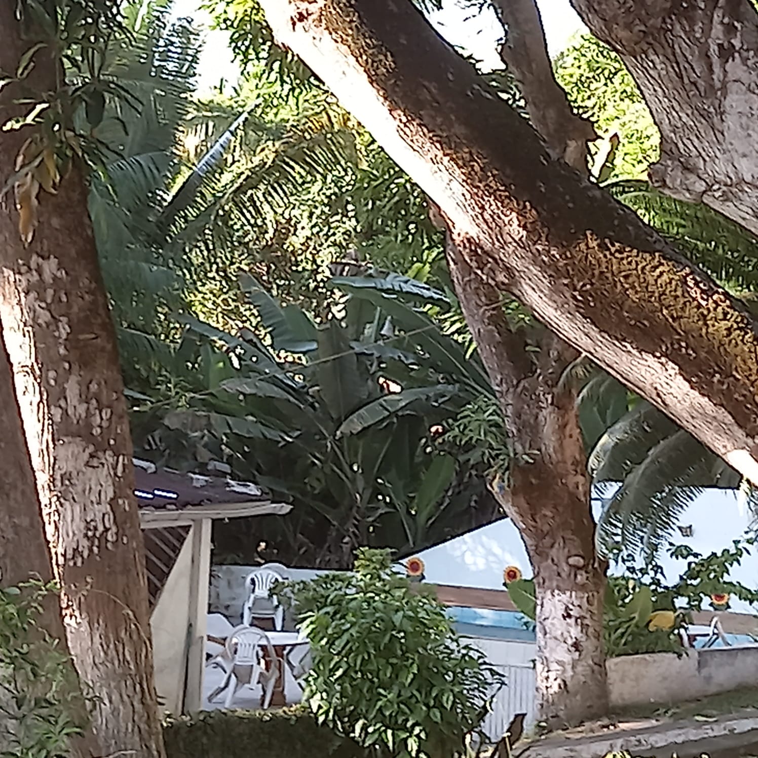 Frente para Reserva Florestal - Vista 2